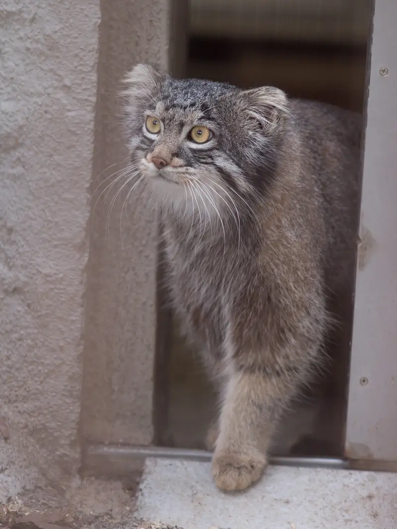 Фотография Фиги в Зоопарке Ногеяме