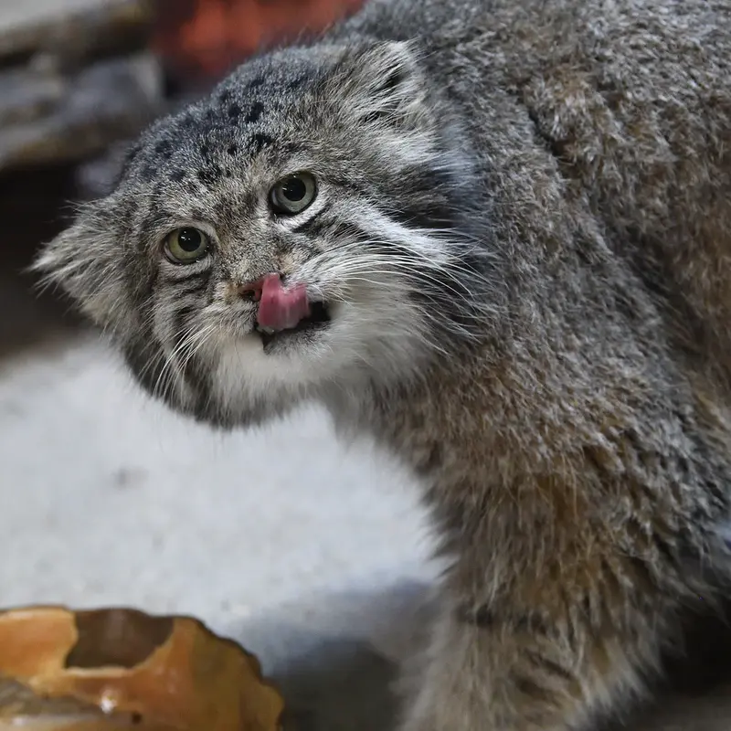 Фотография Клёна в Зоопарке Уено
