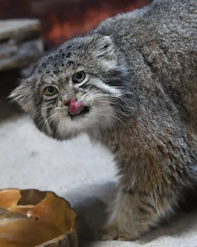 Фотография Клёна в Зоопарке Уено