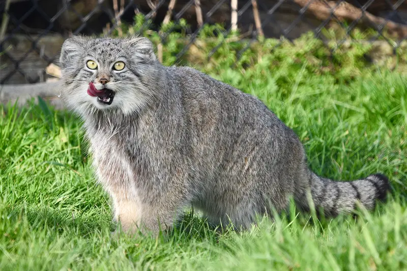Фотография Хараа в Парке диких животных Порт-Лимпн