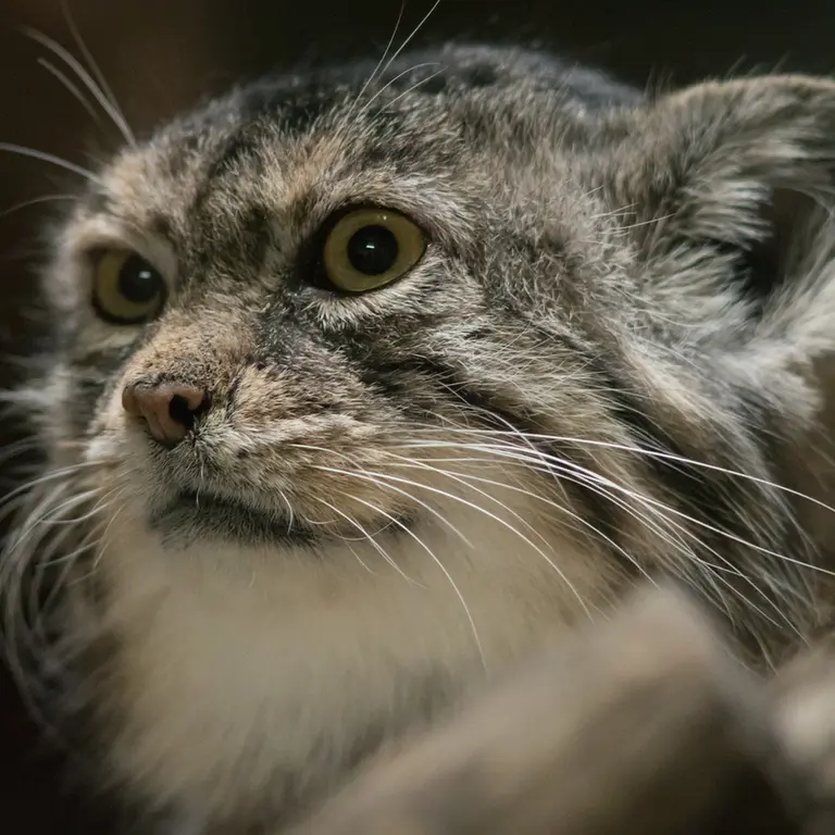 Фотография Примулы в Зоопарке Уено