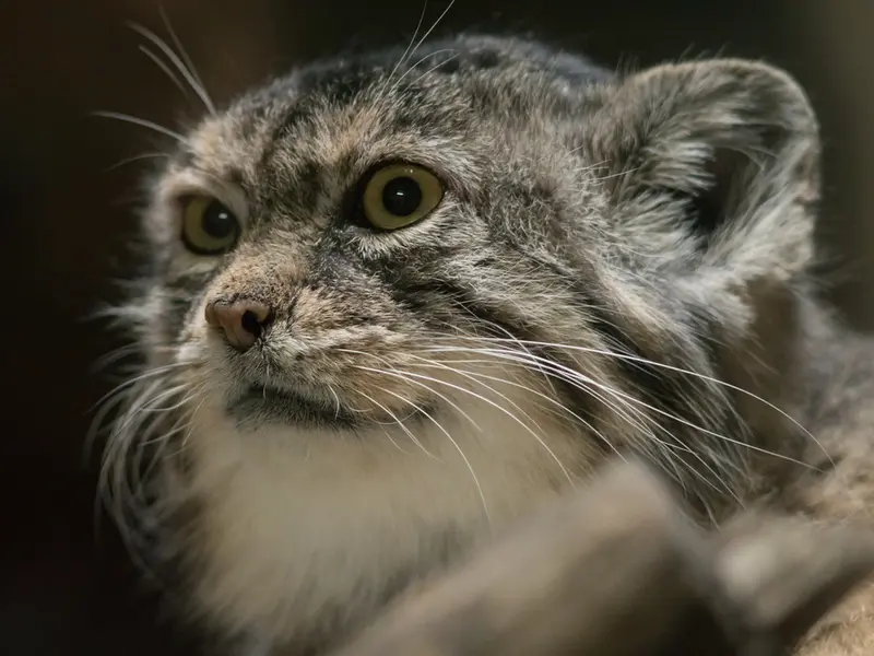 Фотография Примулы в Зоопарке Уено