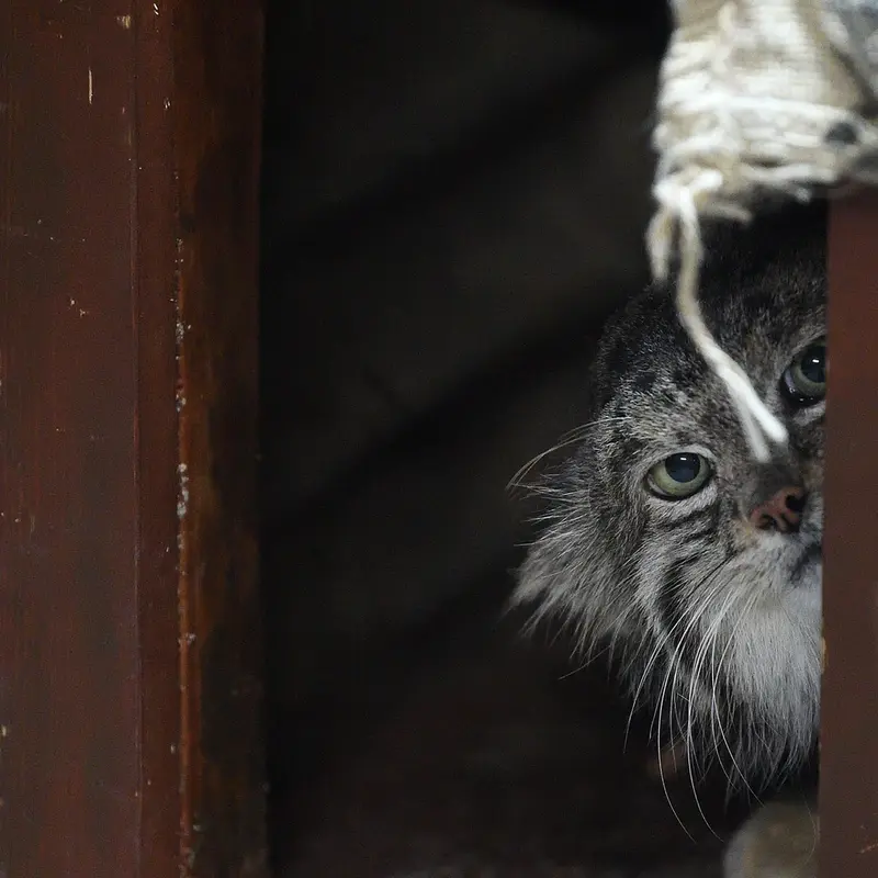 Фотография Клёна в Зоопарке Уено