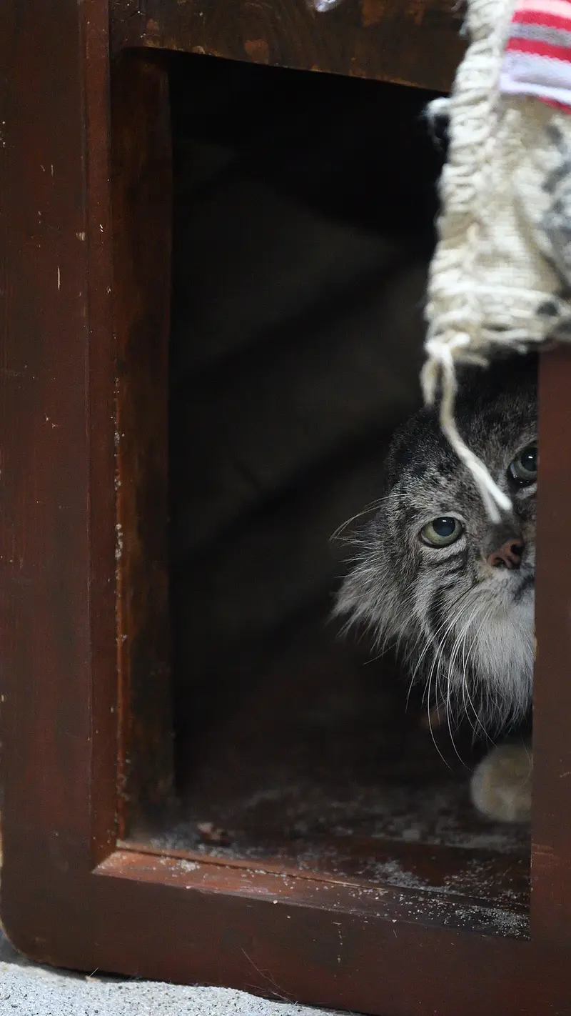 Фотография Клёна в Зоопарке Уено
