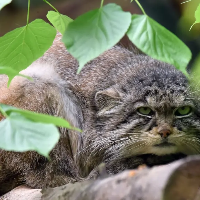 Фотография Нату в Сафари-заповеднике Люминьи