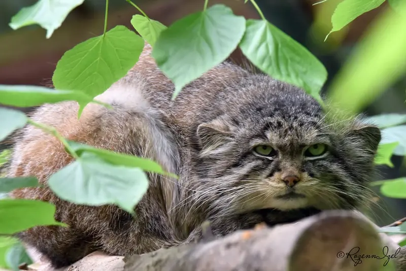 Фотография Нату в Сафари-заповеднике Люминьи