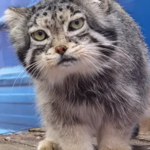 Фотография Суня Сымяо в Зоопарке дикой природы Цинхай-Тибетского нагорья