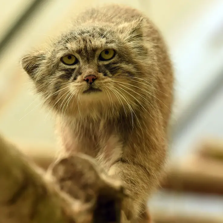 Фотография Нату в Сафари-заповеднике Люминьи