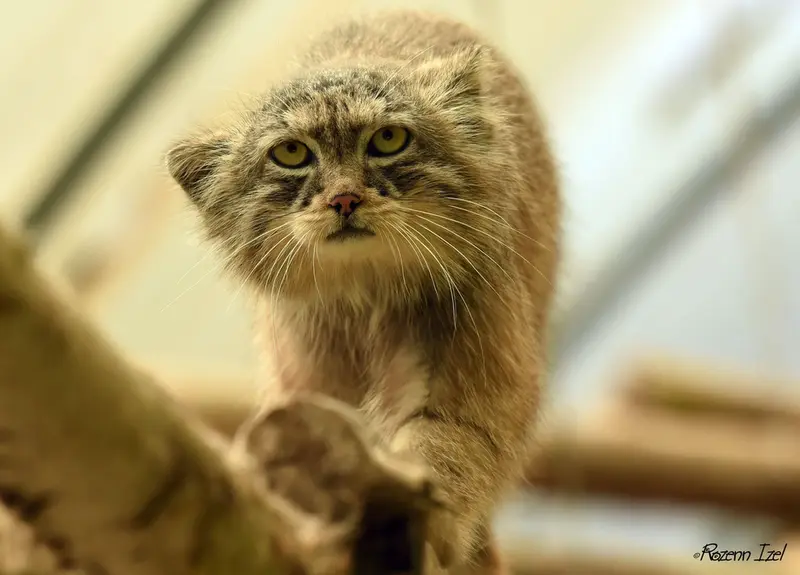 Фотография Нату в Сафари-заповеднике Люминьи