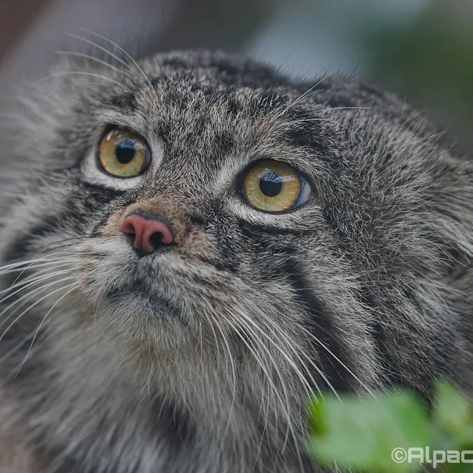 Фотография Нара в Царстве Животных Кобе