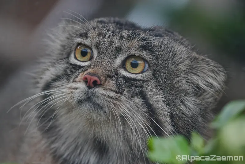 Фотография Нара в Царстве Животных Кобе