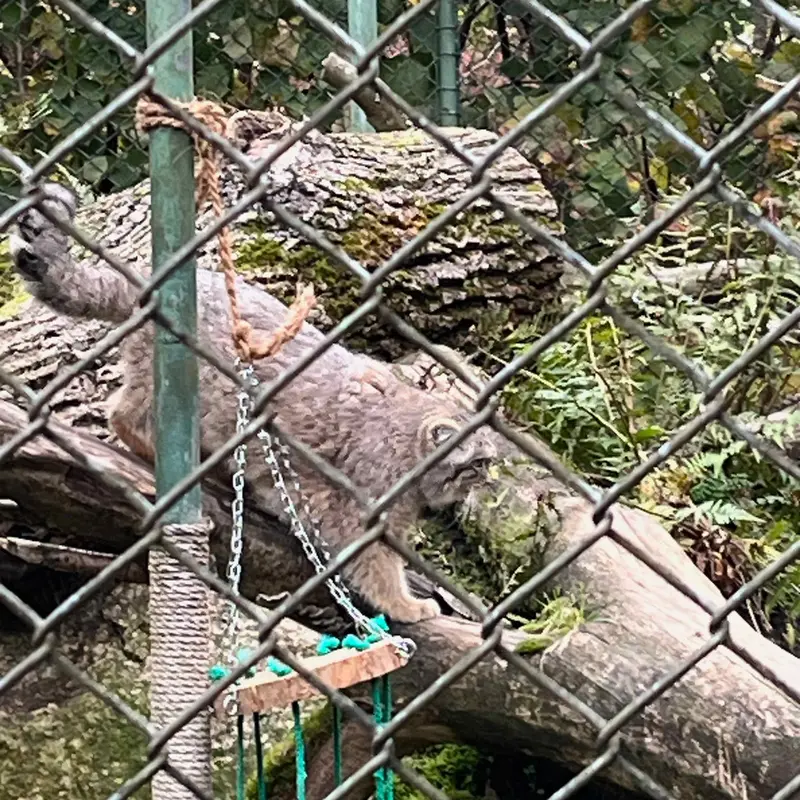 Фотография с манулом