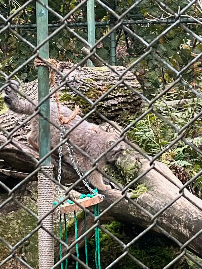 Фотография с манулом