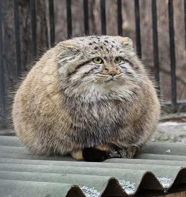 Фотография с манулом