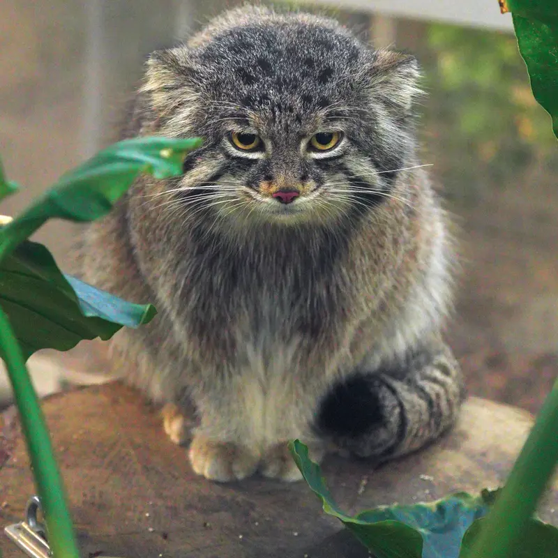 Фотография Нара в Царстве Животных Кобе