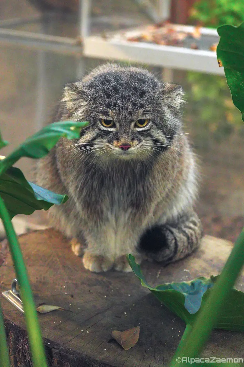 Фотография Нара в Царстве Животных Кобе