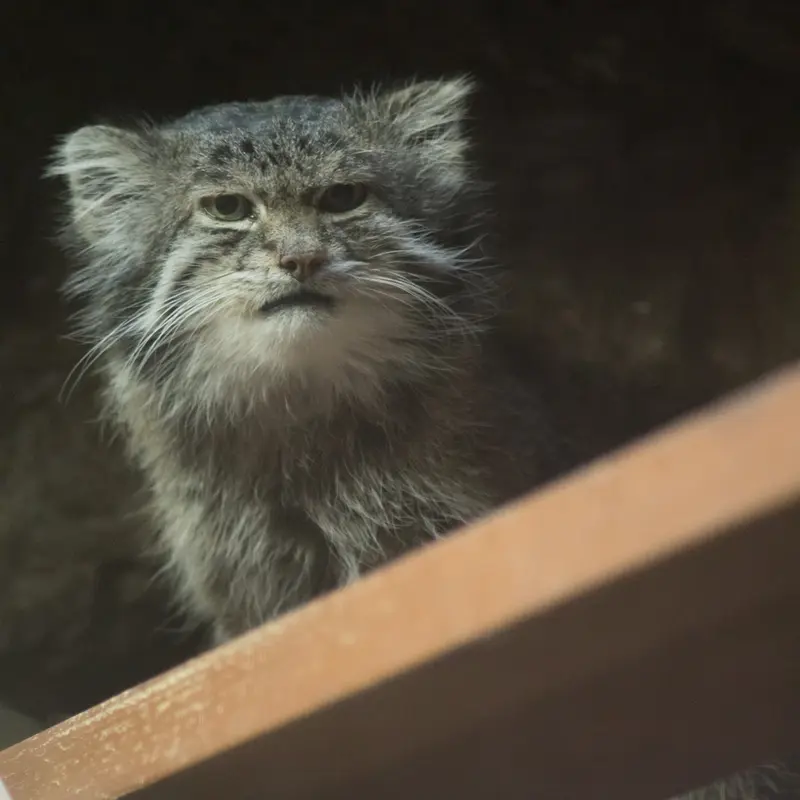 Фотография Клёна в Зоопарке Уено