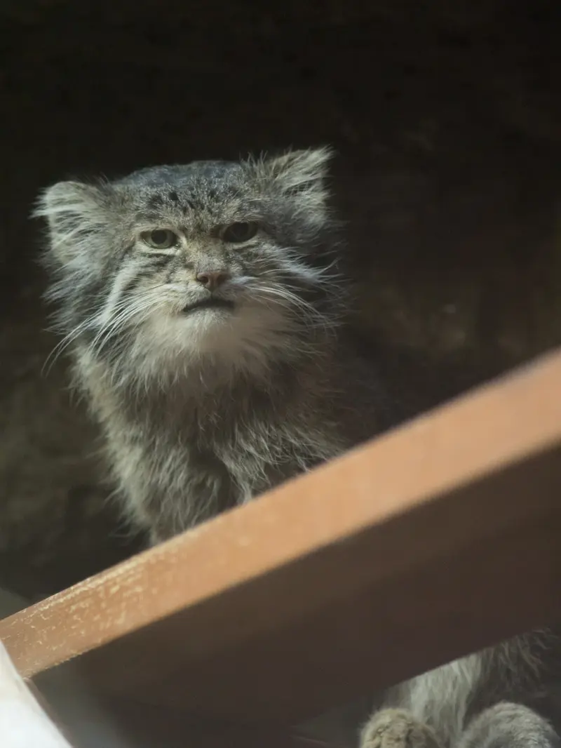 Фотография Клёна в Зоопарке Уено