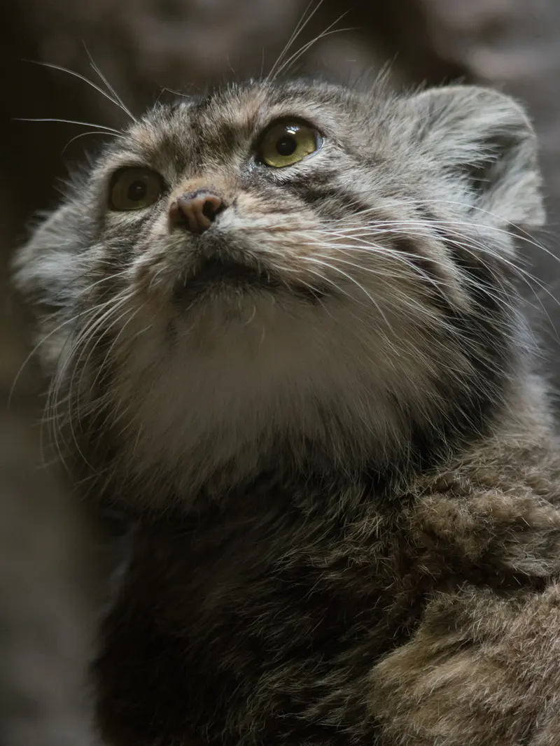 Фотография Примулы в Зоопарке Уено