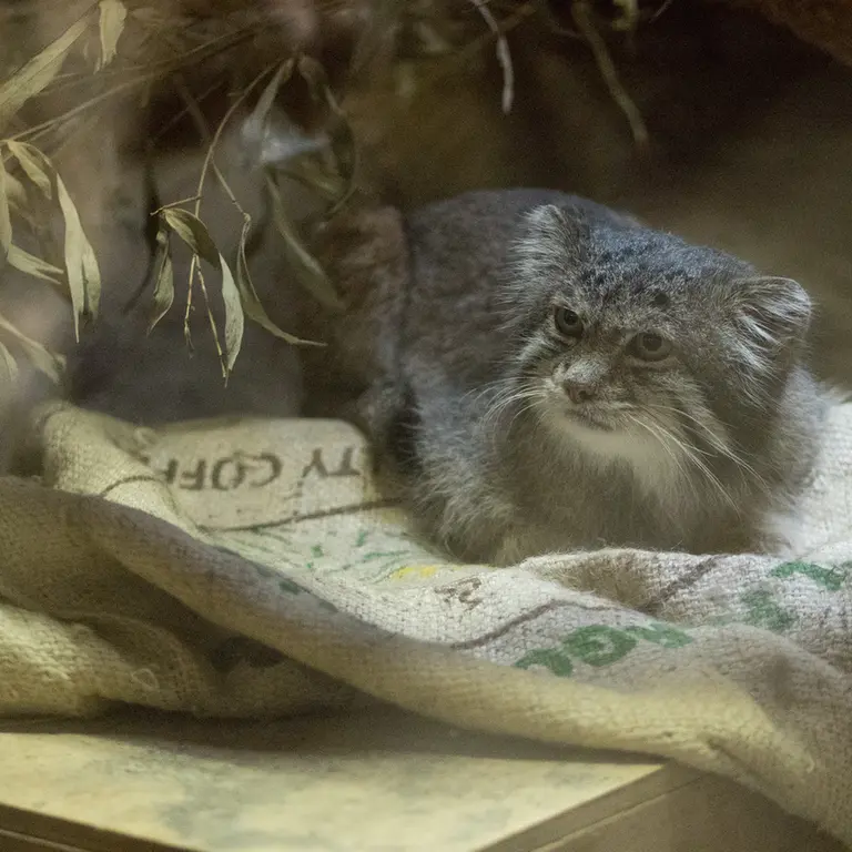 Фотография Клёна в Зоопарке Уено