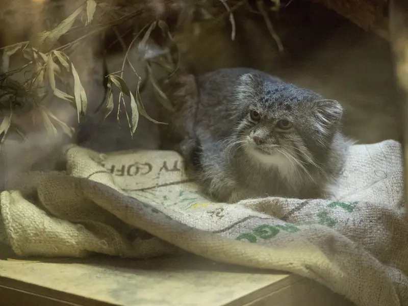 Фотография Клёна в Зоопарке Уено