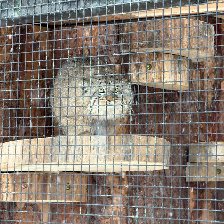 Фотография Шу в Ленинградском Зоопарке