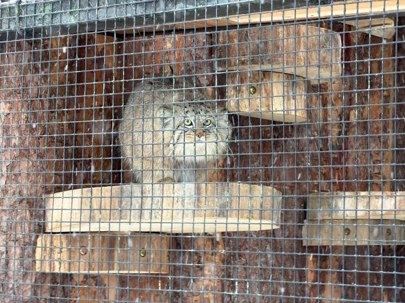 Фотография Шу в Ленинградском Зоопарке