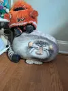 Фотография с манулом