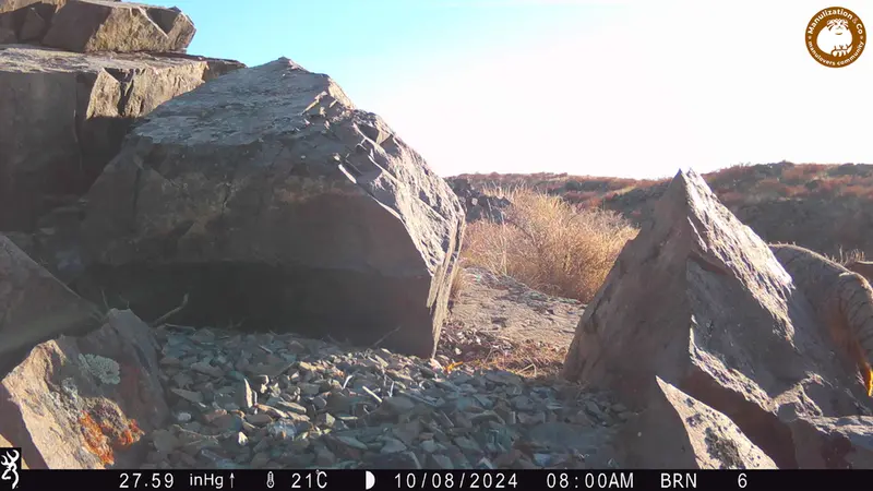 Фотография Сибирского Манула с фотоловушки Киикбай [новинка]