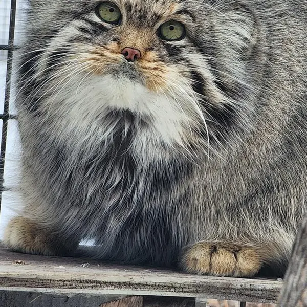 Фотография Фина в Зоопарке Дакоты