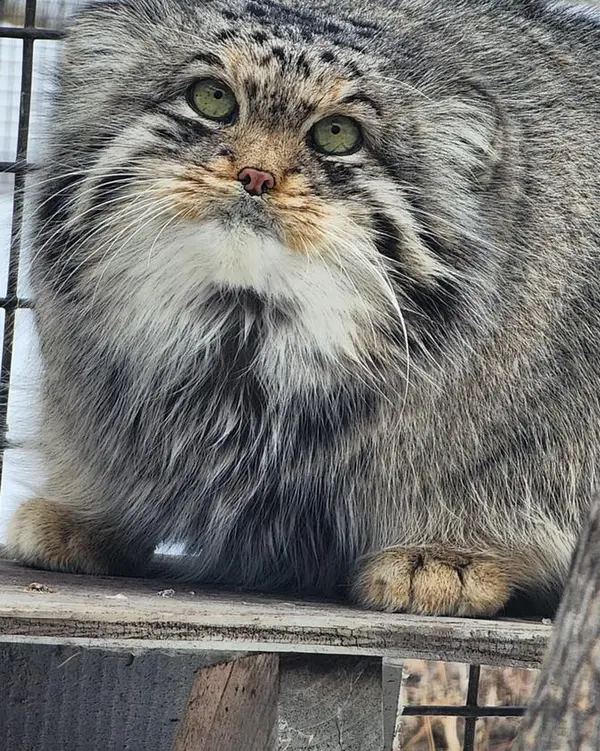 Фотография Фина в Зоопарке Дакоты