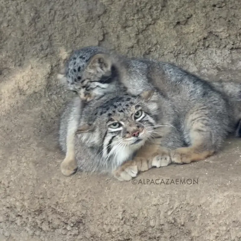 Фотография с манулом в Царстве Животных Кобе