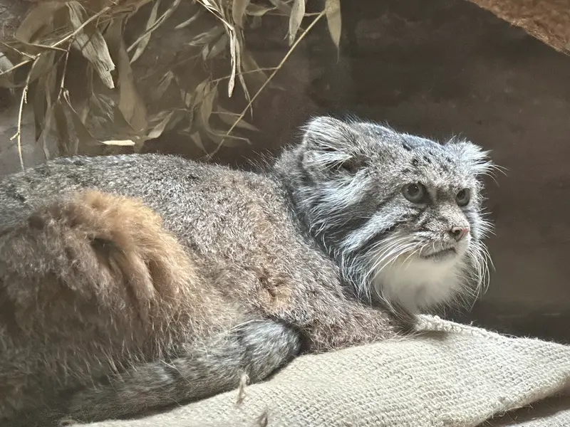Фотография с манулом