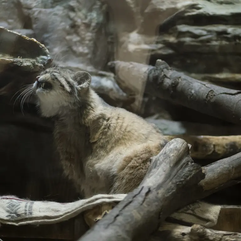 Фотография Примулы в Зоопарке Уено