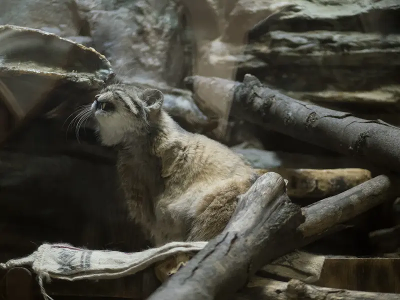 Фотография Примулы в Зоопарке Уено