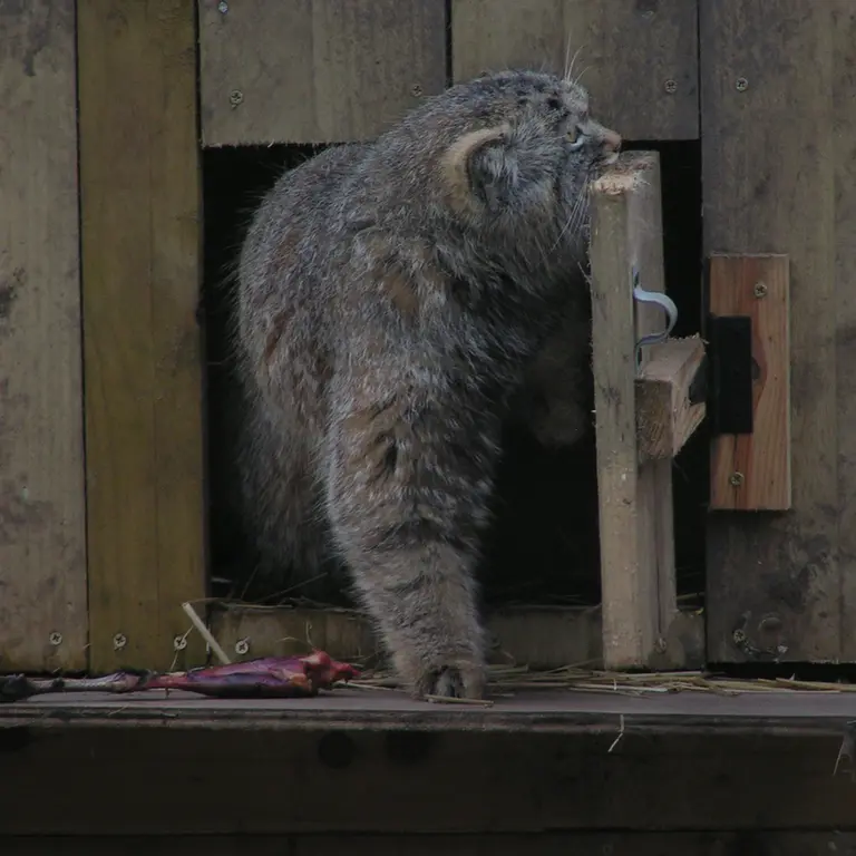 Фотография Алтая в Лэйклэнде Вайлдлайф Оазисе