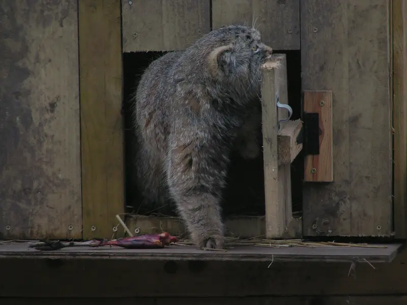 Фотография Алтая в Лэйклэнде Вайлдлайф Оазисе