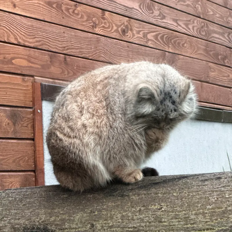 Фотография с манулом в Гданском Зоопарке