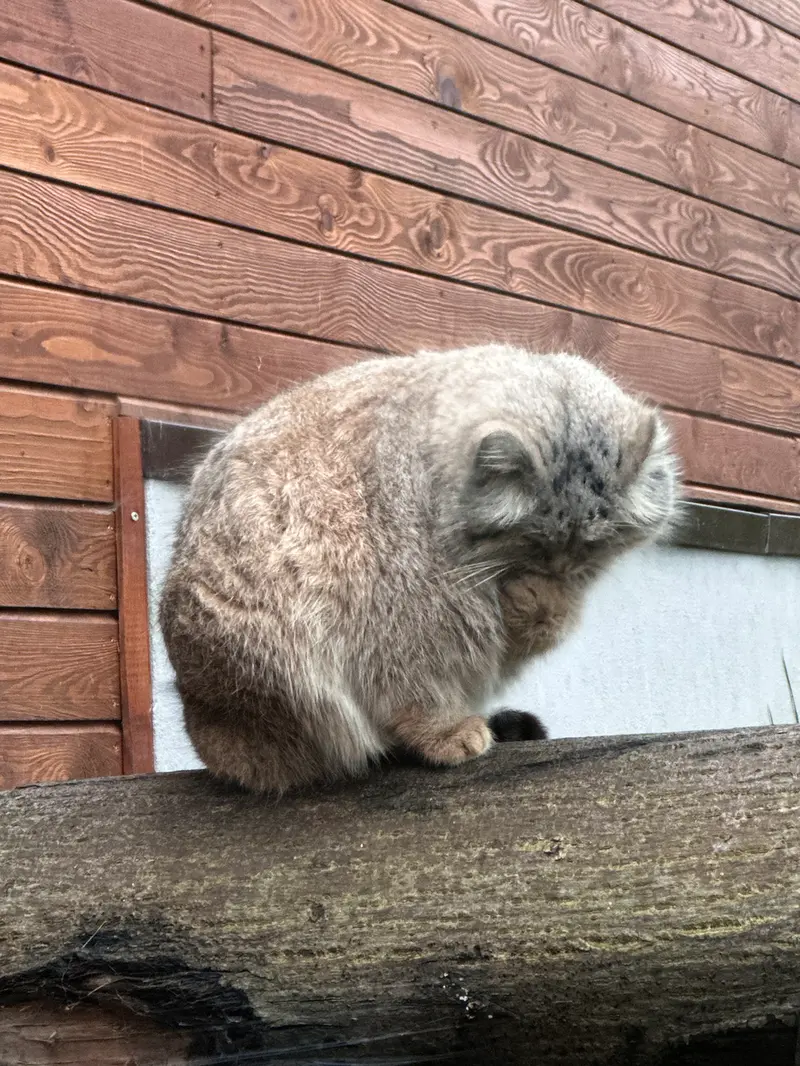 Фотография с манулом в Гданском Зоопарке