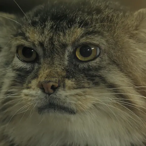 Фотография с манулом в Зоопарке Уено