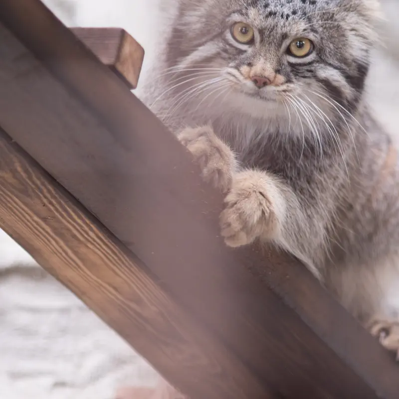 Фотография Фиги в Зоопарке Ногеяме