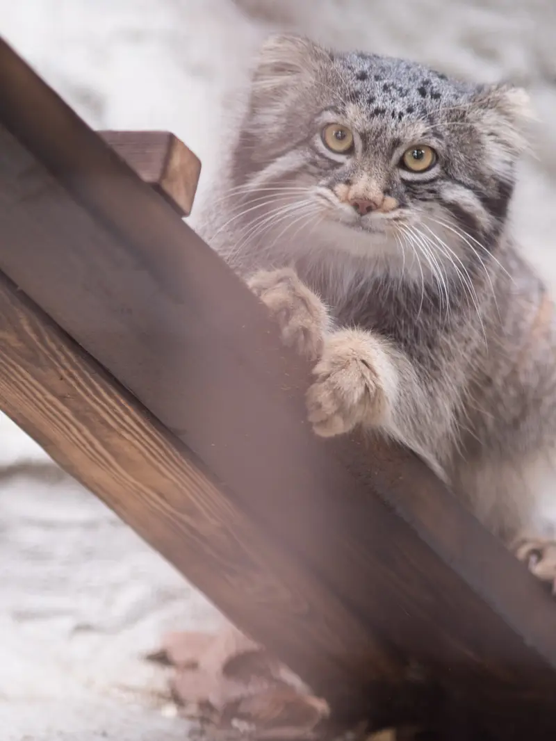 Фотография Фиги в Зоопарке Ногеяме