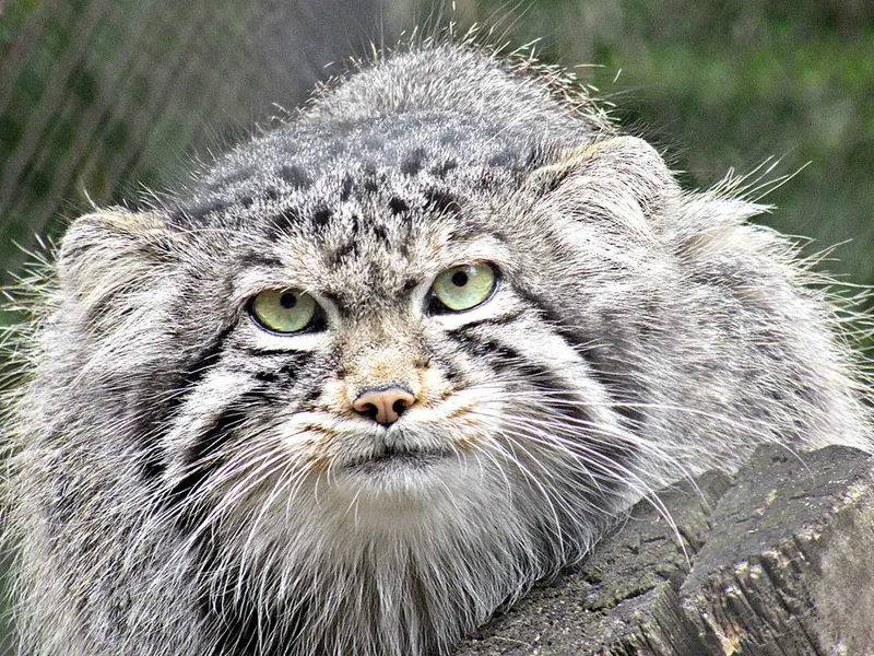 Фотография Димы в Новосибирском Зоопарке