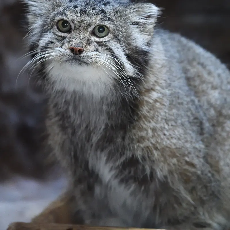 Фотография Клёна в Зоопарке Уено