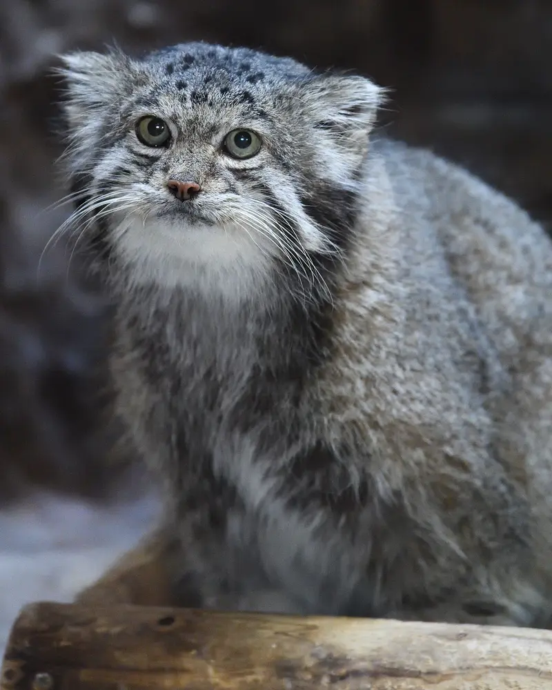 Фотография Клёна в Зоопарке Уено