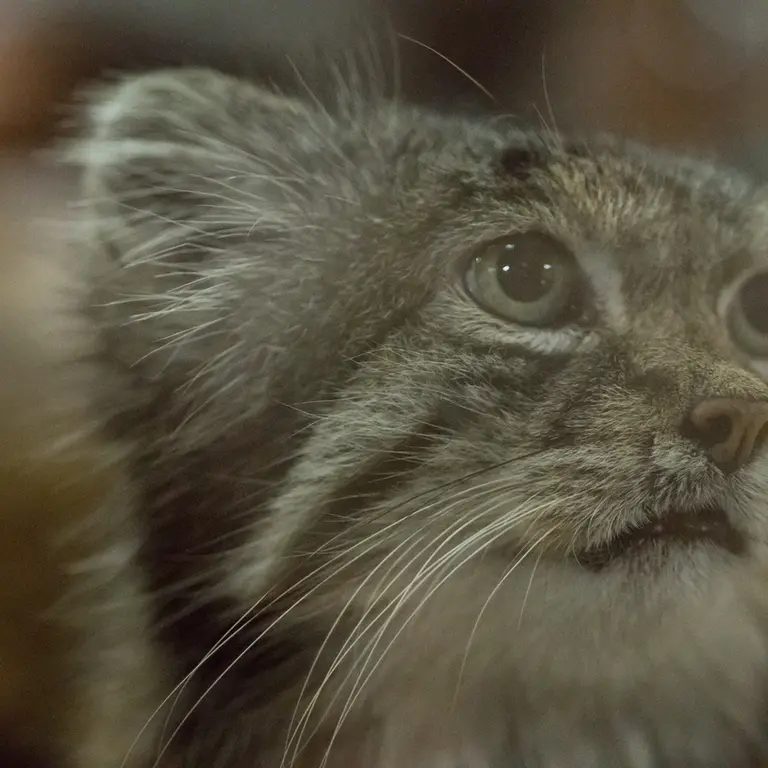 Фотография Клёна в Зоопарке Уено