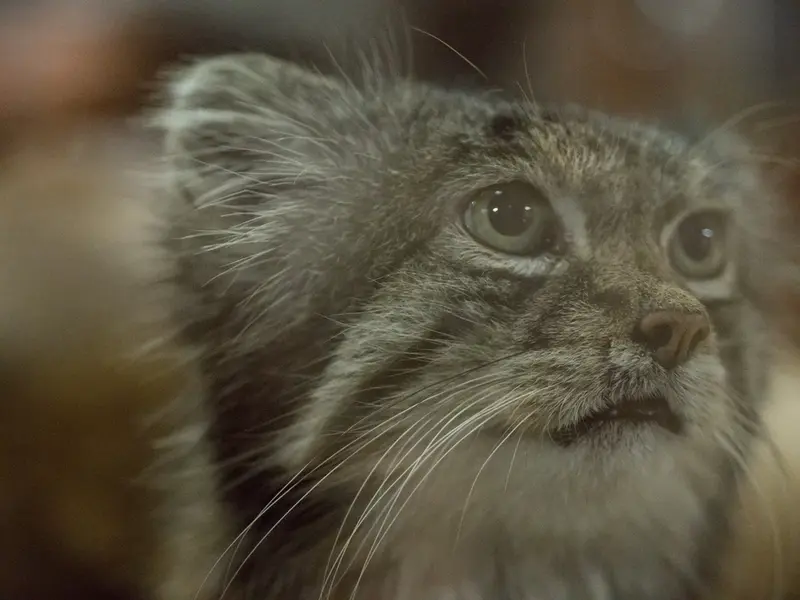 Фотография Клёна в Зоопарке Уено