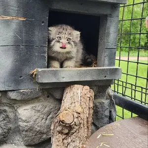 Фотография с манулом