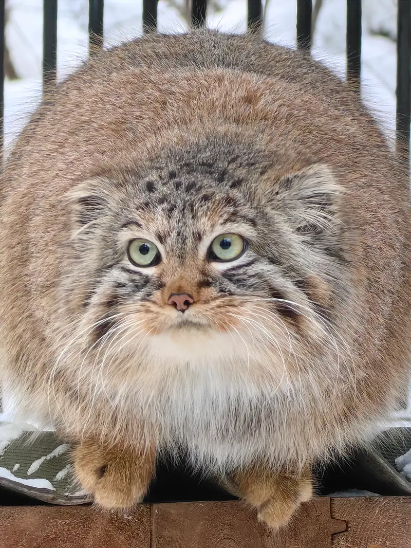 Фотография Лолошки 2024 Г.р. Ⅳ в Новосибирском Зоопарке