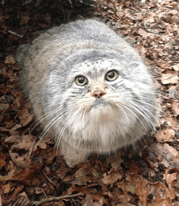 Фотография с манулом
